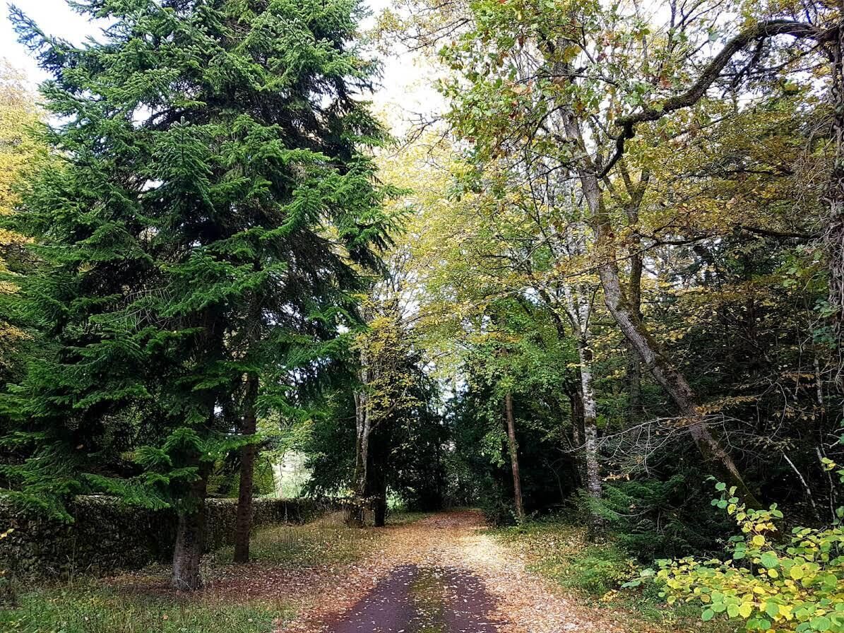 A forested path with dense trees and a clear trail.