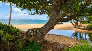 Una playa con un árbol grande al frente, orilla arenosa y agua tranquila.