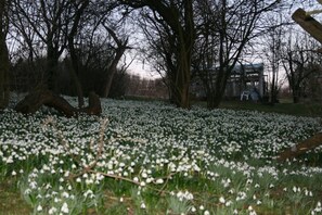 Property grounds - Cozy holiday apartment on a former farm in a quiet, green location (Hohnstein)