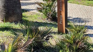 A signpost with 'Praia - Beach' and an arrow pointing left, surrounded by tropical plants and a tree. - Apartamento do Pinhal by D'Alma Portuguesa (Albufeira)