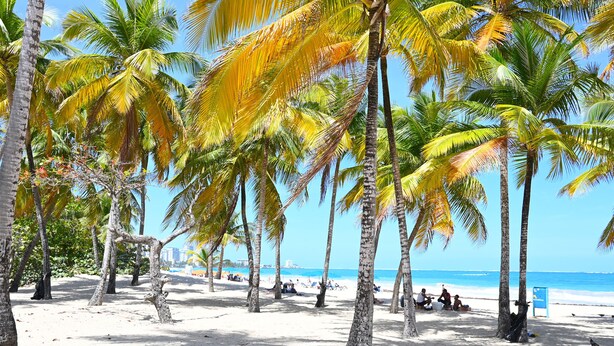 A beach with palm trees and a clear sky. - Jlo’s Place/Next to Airport/PrimeLocation/Fastnet (Carolina)
