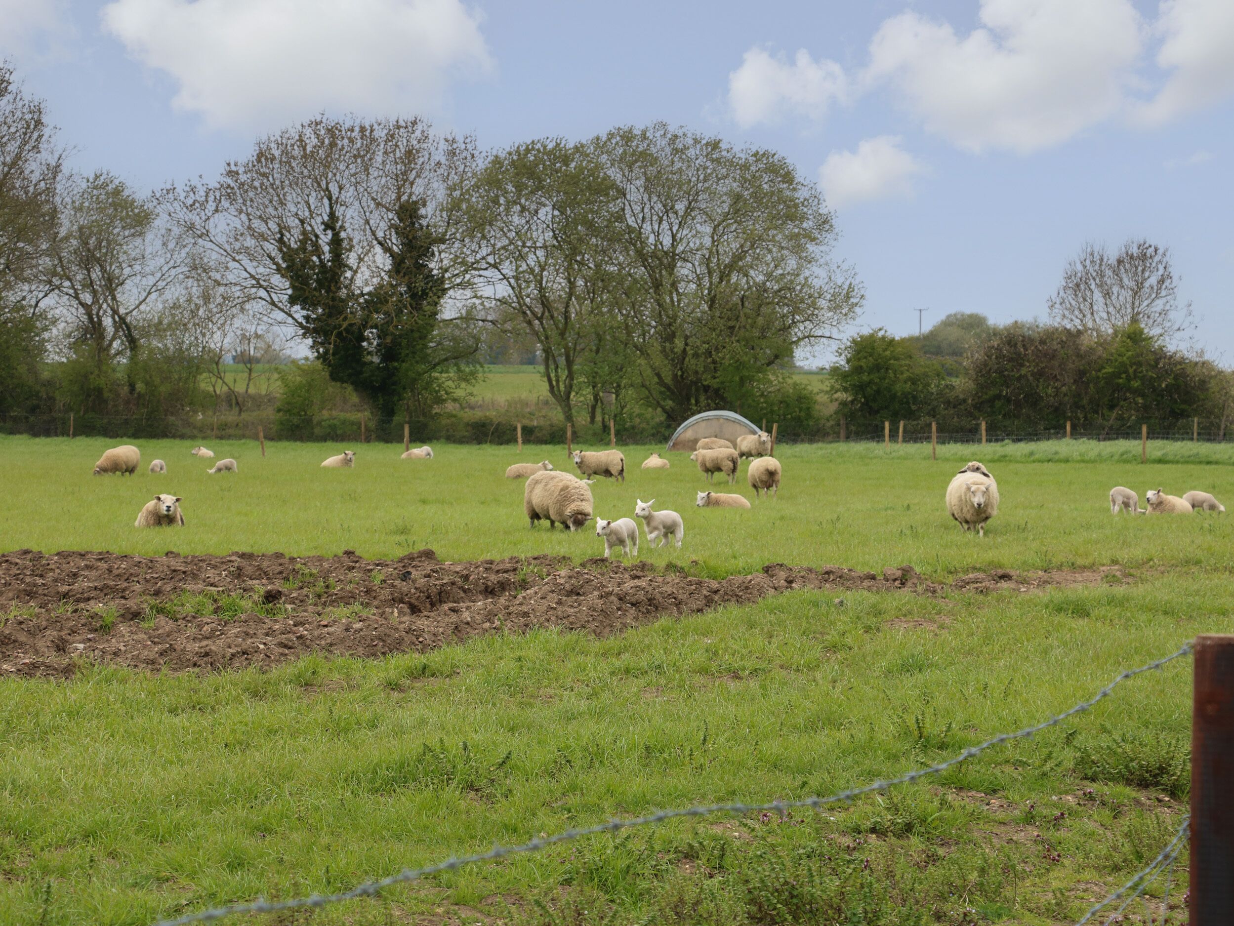 A rural landscape with a field of sheep and trees in the background.