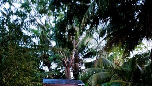 Un abri de jardin rustique en bois, surmonté d’un toit en métal, entouré d’une végétation tropicale luxuriante et accessible par un chemin pavé.