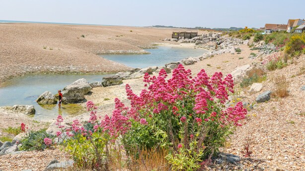 A coastal landscape with a rocky beach, a small stream, and pink flowers in the foreground. - 50 Harbour Road (Bognor Regis)