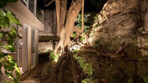 A tree with roots extending into a stone pathway, surrounded by greenery. - Caseiba Peaceful Stays 5 (Merida Yucatan,)