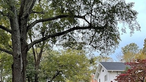 A tree-lined residential street with a sidewalk leading to a house. - Walk to Duke Campus!  3 Bedroom in Trinity Park! (Durham)