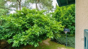 A lush garden with dense foliage and a basketball hoop. - Apartment Arnaïa by Interhome (Anglet)
