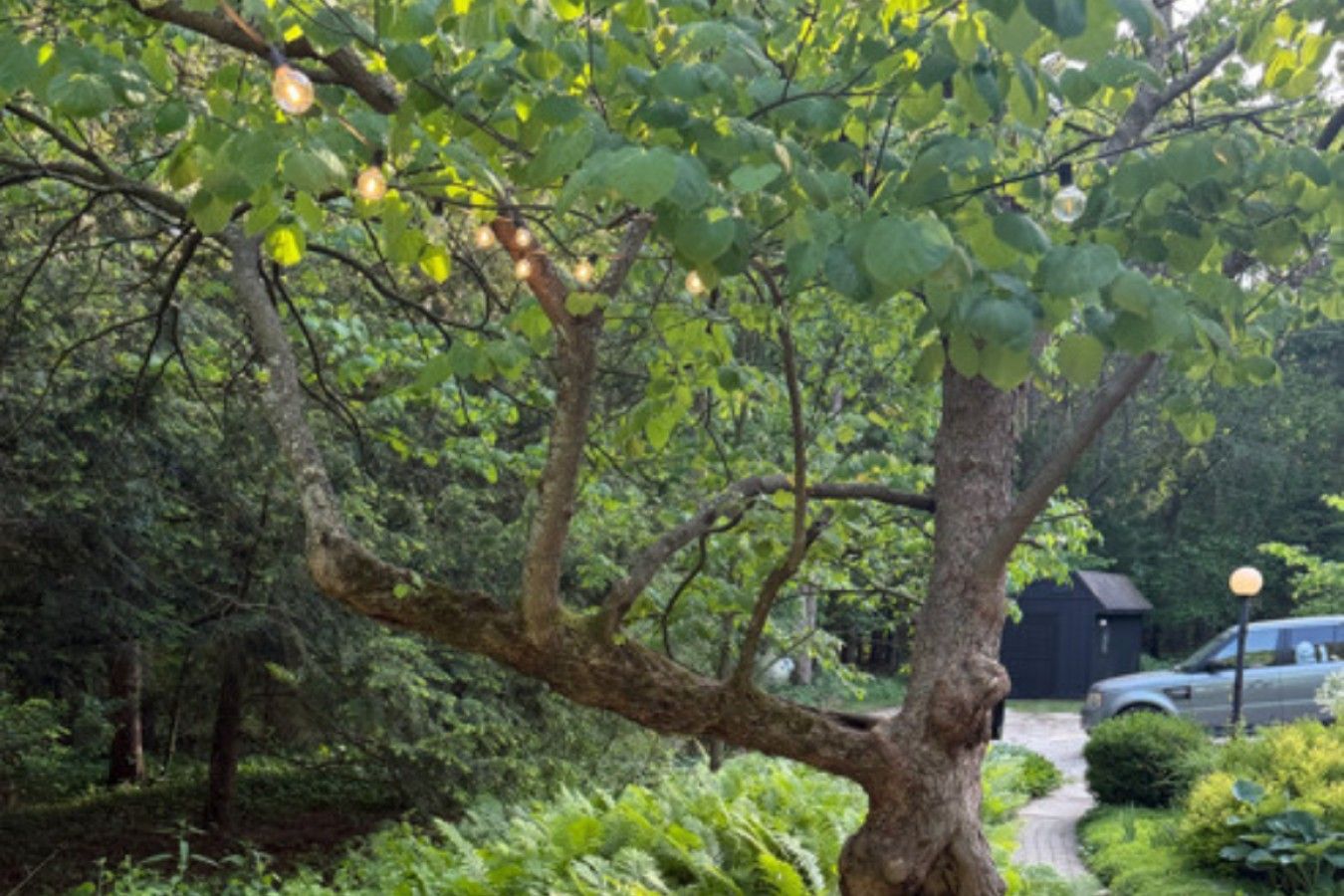A tree-lined pathway with a house and a car parked nearby.