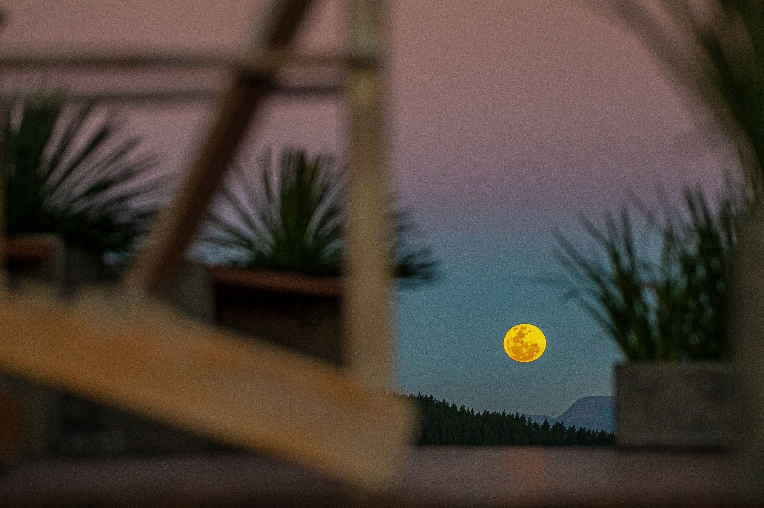 Une vue d’un paysage illuminé par la lune, avec des plantes en pot et une chaîne de montagnes au loin.