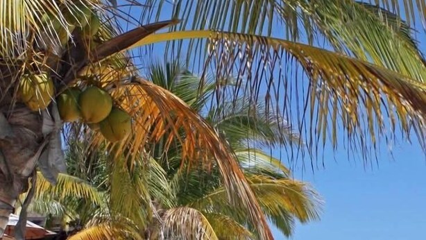 Una spiaggia con palme e un cielo azzurro limpido.