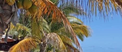 بالقرب من الشاطئ، كراسي للتشمس