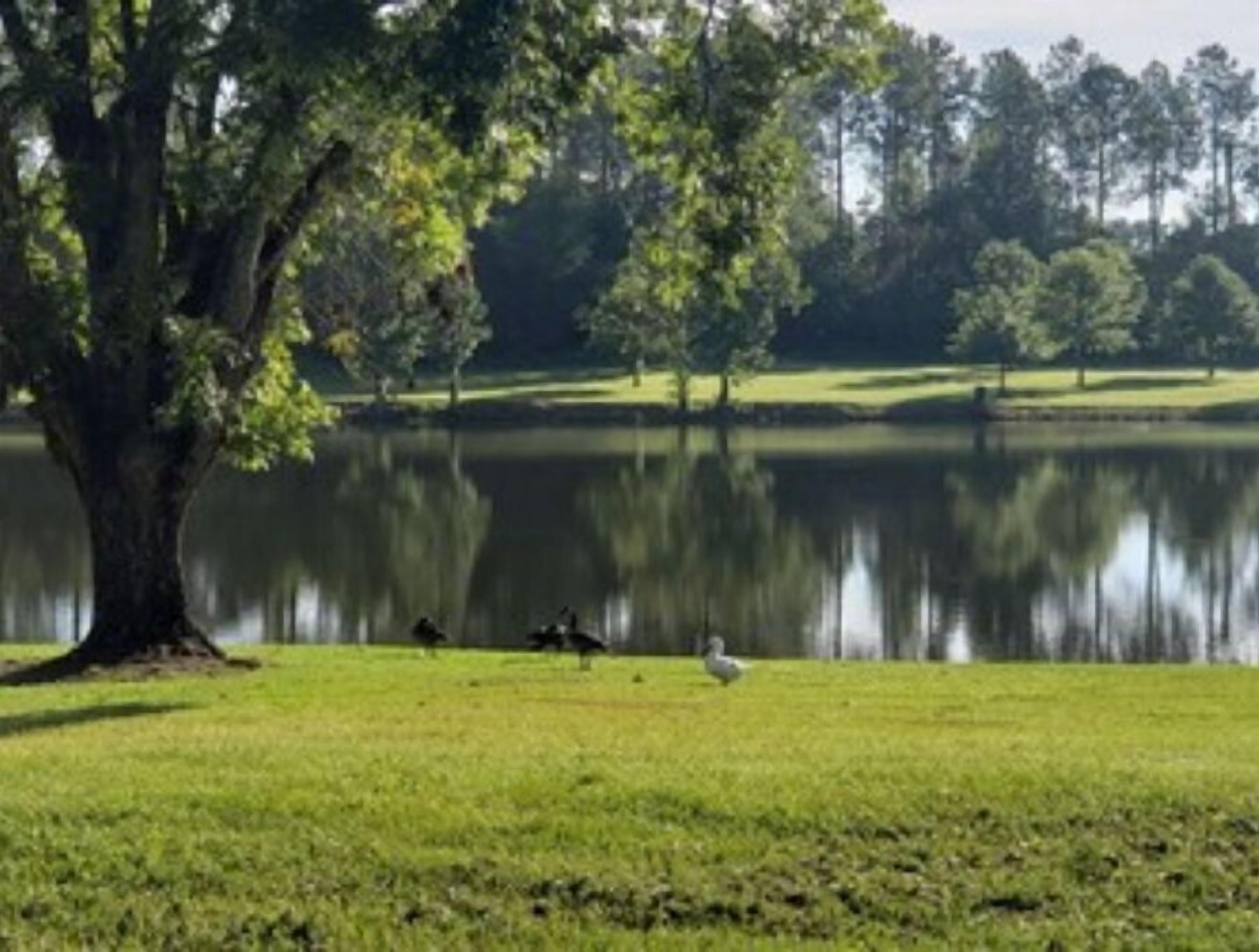 A serene park with a large tree, a calm lake, and a grassy area.