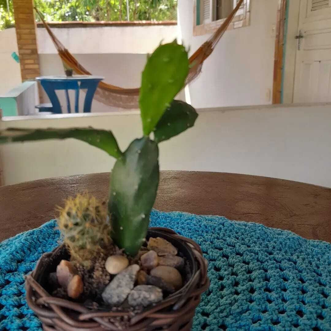 Un cactus en pot, posé sur un panier tressé, avec un petit tapis en crochet à côté.