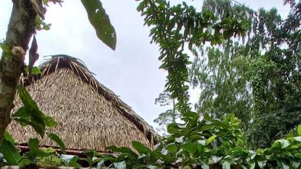 Estrutura com telhado de palha rodeada por vegetação exuberante e um espaço gramado com tocos de madeira.