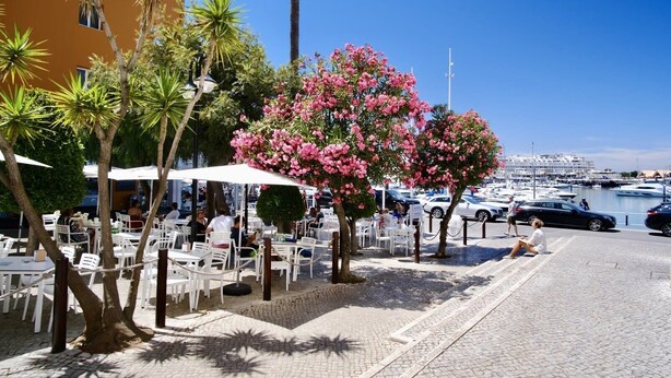 Un espacio al aire libre con mesas y sillas blancas, rodeado de palmeras y un árbol de flores rosadas.