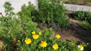A garden with various plants and yellow flowers.