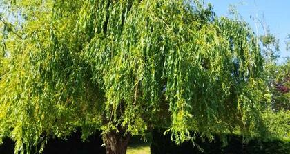 Charmante Maison avec jardin proche Auxerre
