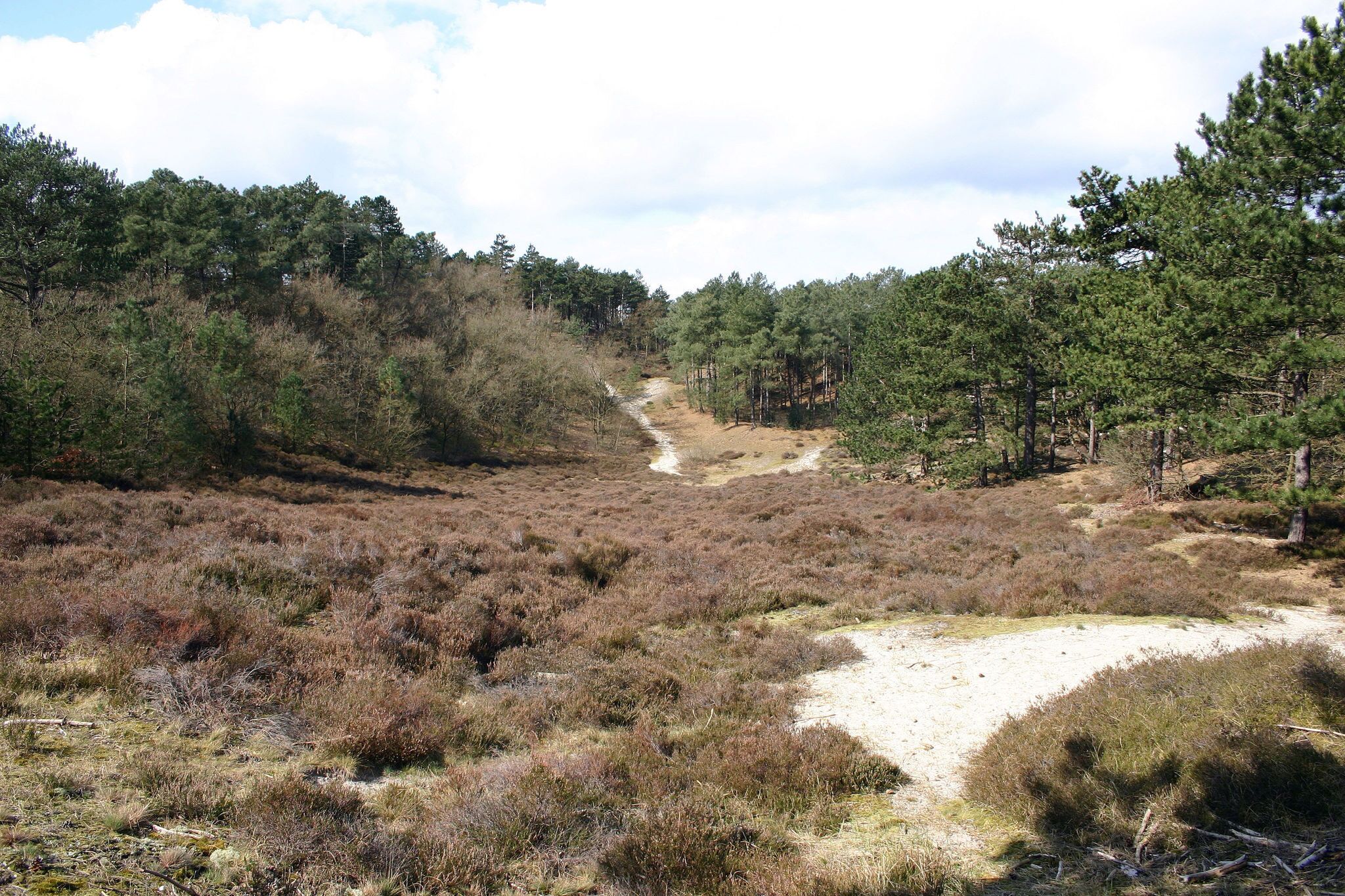 Un paysage naturel avec un sentier de terre qui traverse une zone boisée.