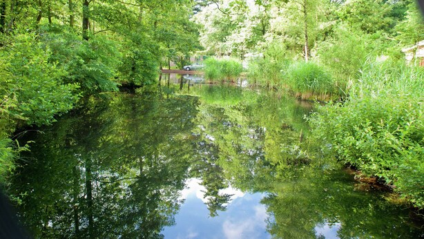 A serene pond surrounded by lush greenery and trees.
