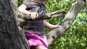 A child climbing a tree branch.
