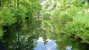 A serene pond surrounded by lush greenery and trees.