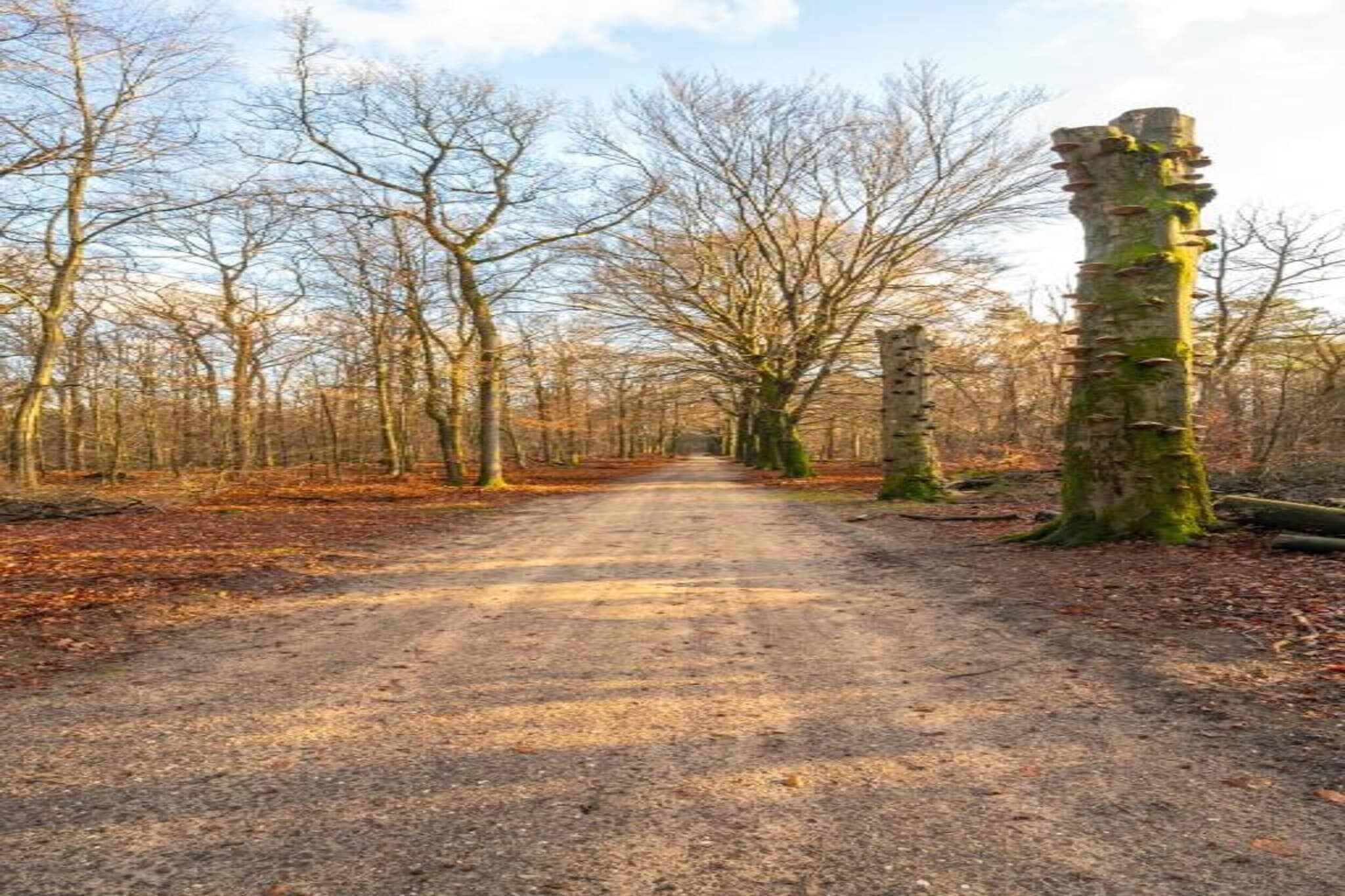 A dirt path flanked by leafless trees in a forest.