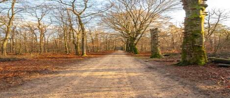A dirt path flanked by leafless trees in a forest.