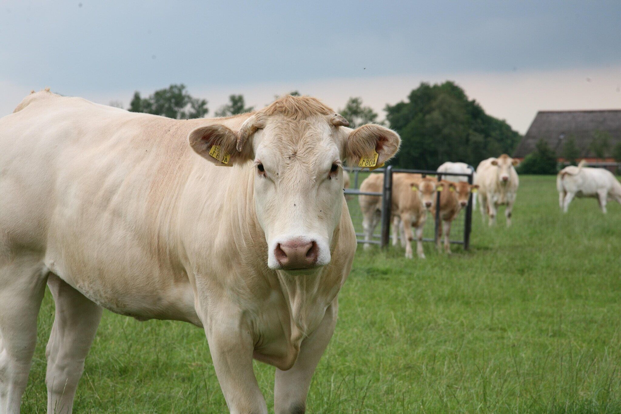Une vache dans un champ verdoyant, avec une clôture métallique et des arbres en arrière-plan.