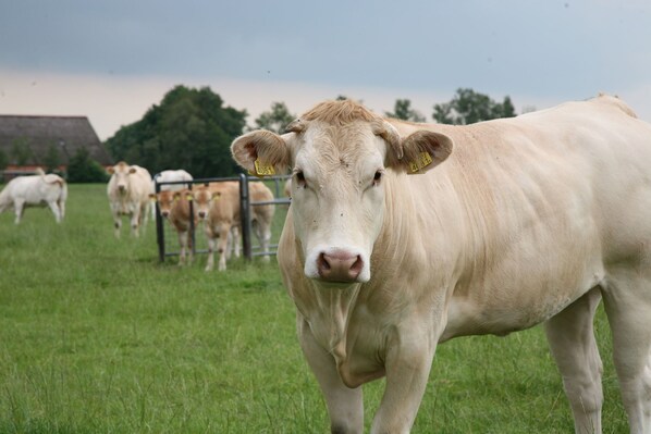 Una vaca en un campo de pasto con una cerca metálica al fondo.