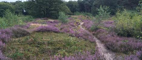 A natural landscape with a dirt path surrounded by purple heather and green shrubs.