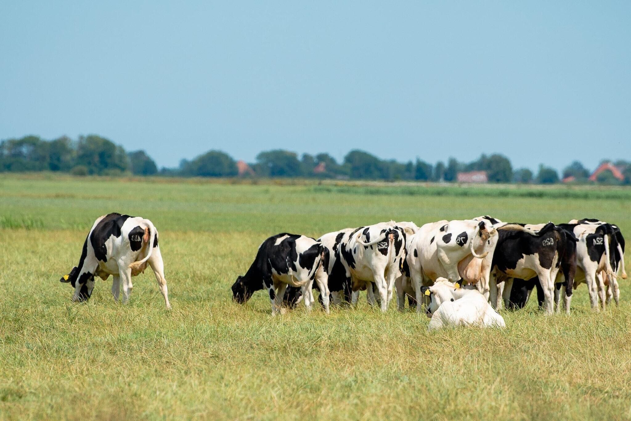 A group of cows grazing in a field with a clear sky and trees in the background.