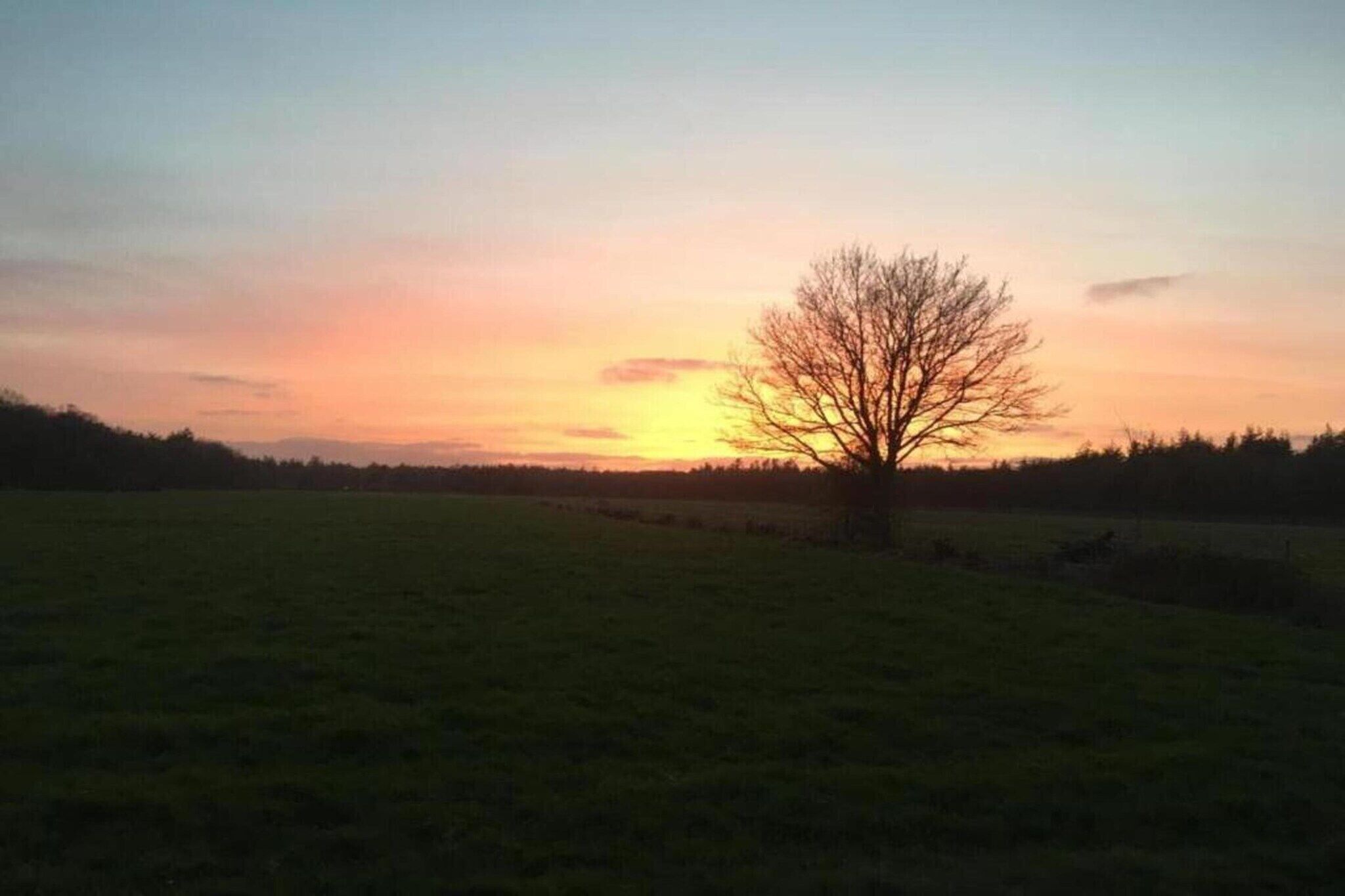 Ein Baum in einem Feld vor einem Sonnenuntergang.
