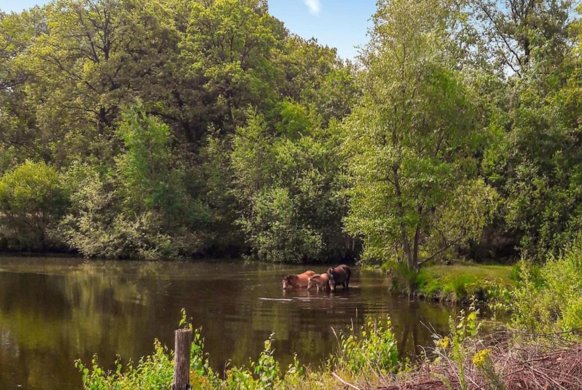 A natural landscape with a body of water, trees, and a wooden fence.
