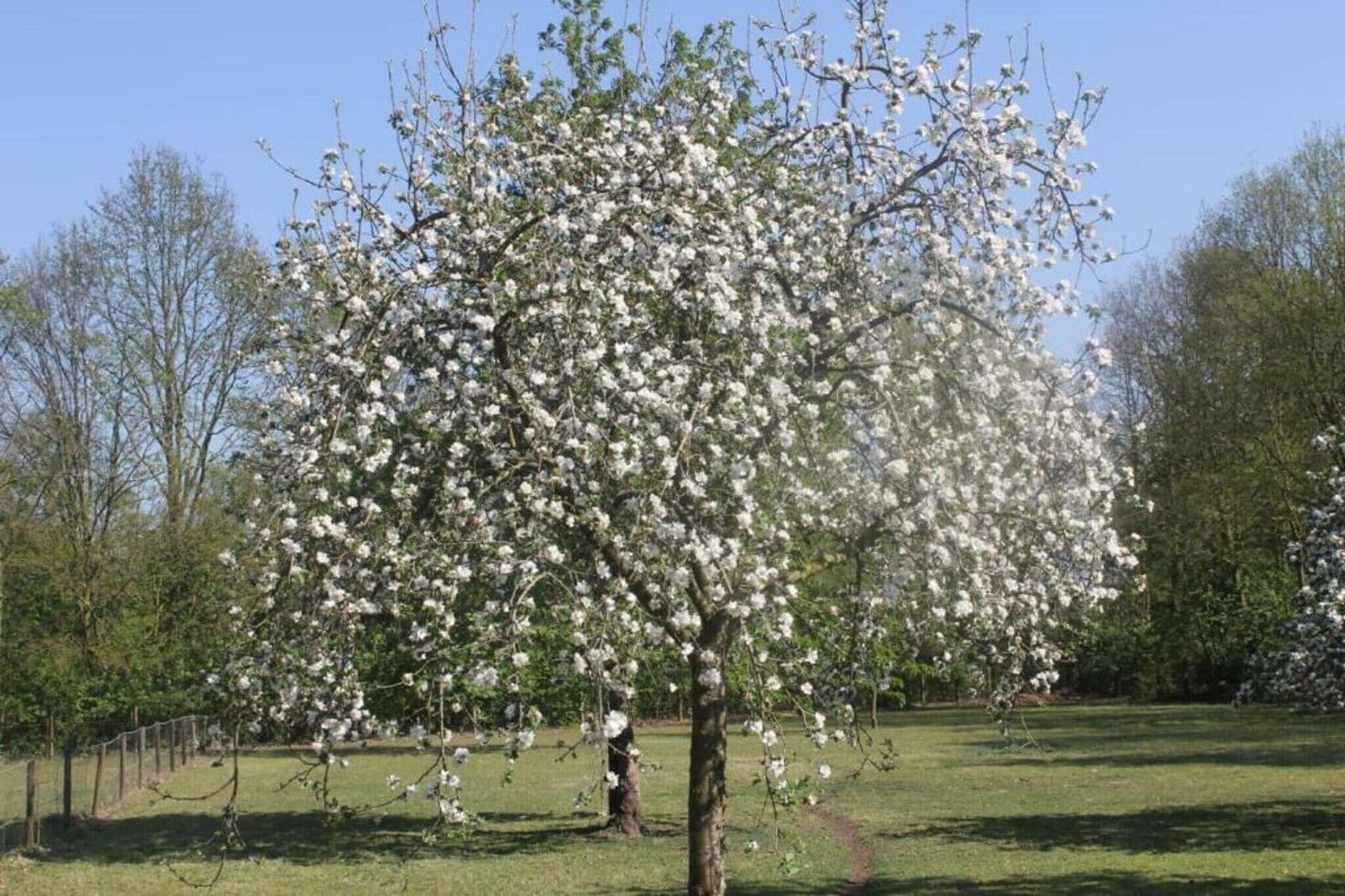 A tree with white blossoms in a park setting.