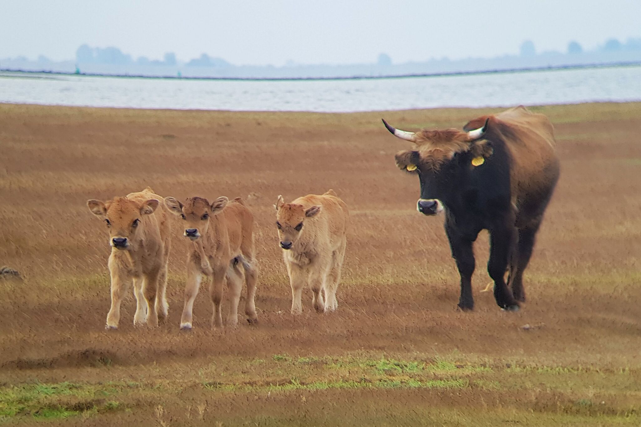 A herd of cattle in a field with a body of water in the background.