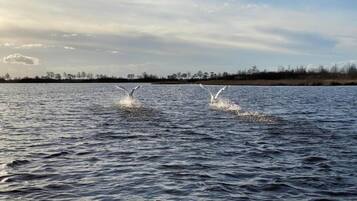 A body of water with birds flying over it.