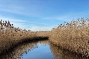 Un estrecho canal de agua rodeado de altos carrizos bajo un cielo despejado.
