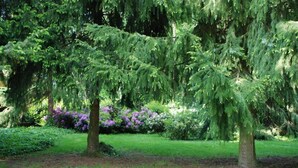 A garden with trees and shrubs.