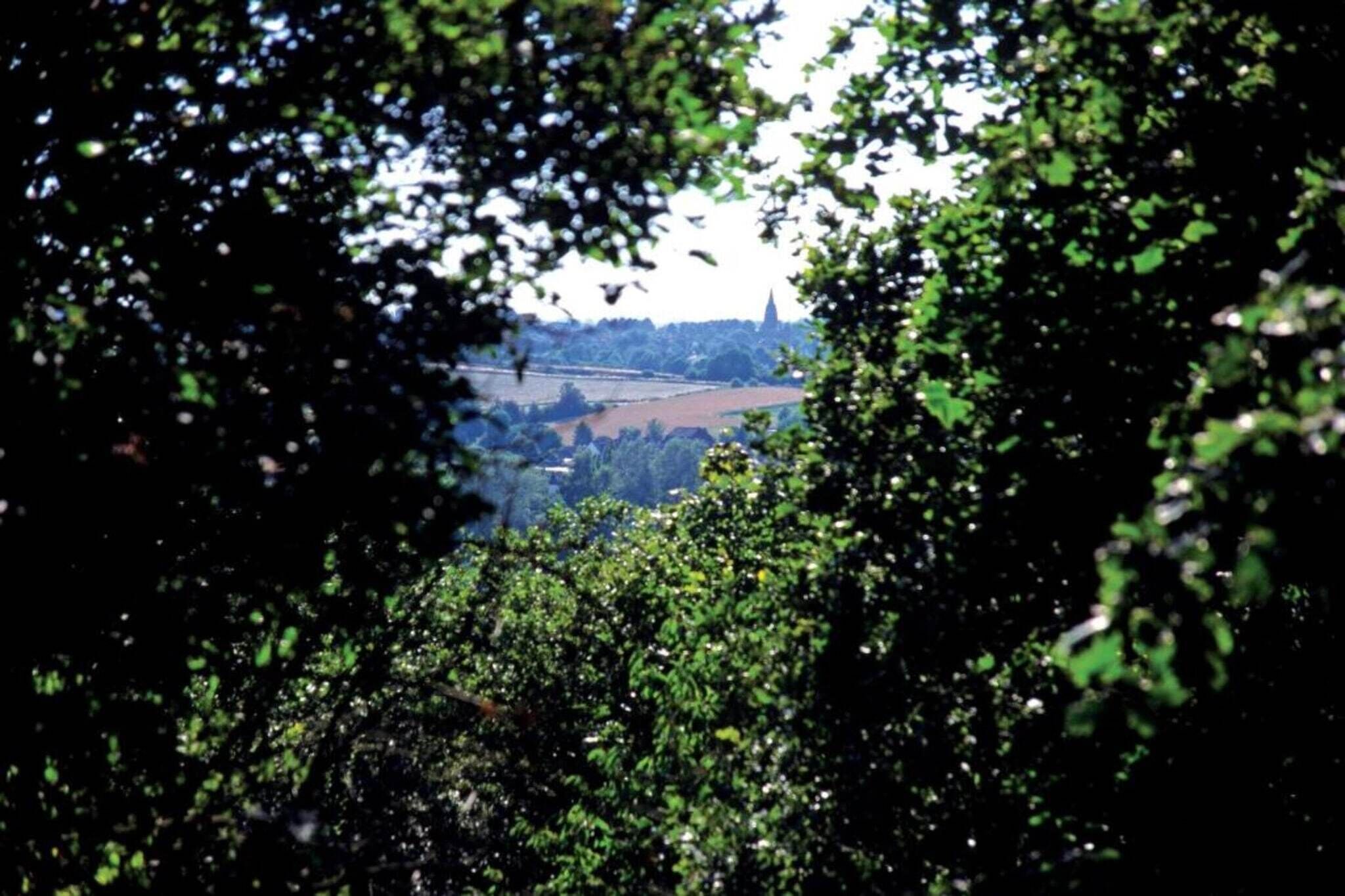Vista a través de una espesa vegetación, mostrando un paisaje lejano que incluye la aguja de una iglesia.