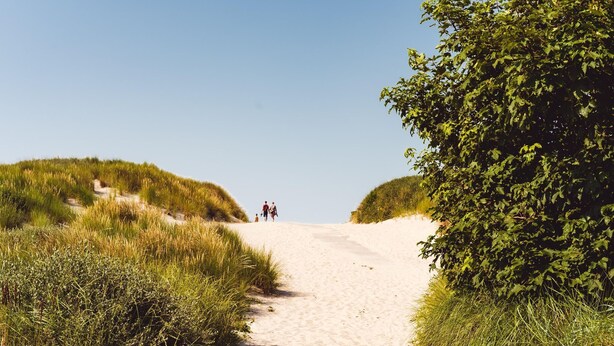 A sandy path flanked by grass and bushes, leading to a distant figure.