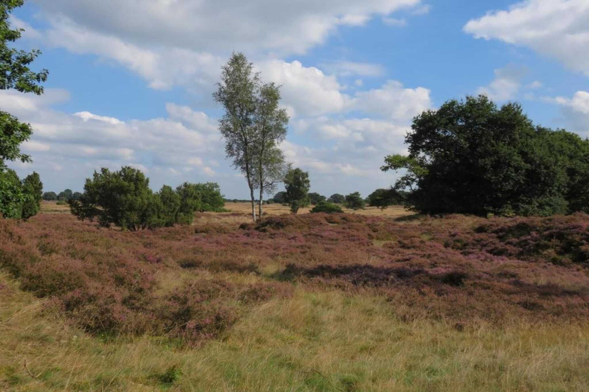 A natural landscape with a clear sky, a solitary tree, and dense shrubbery.