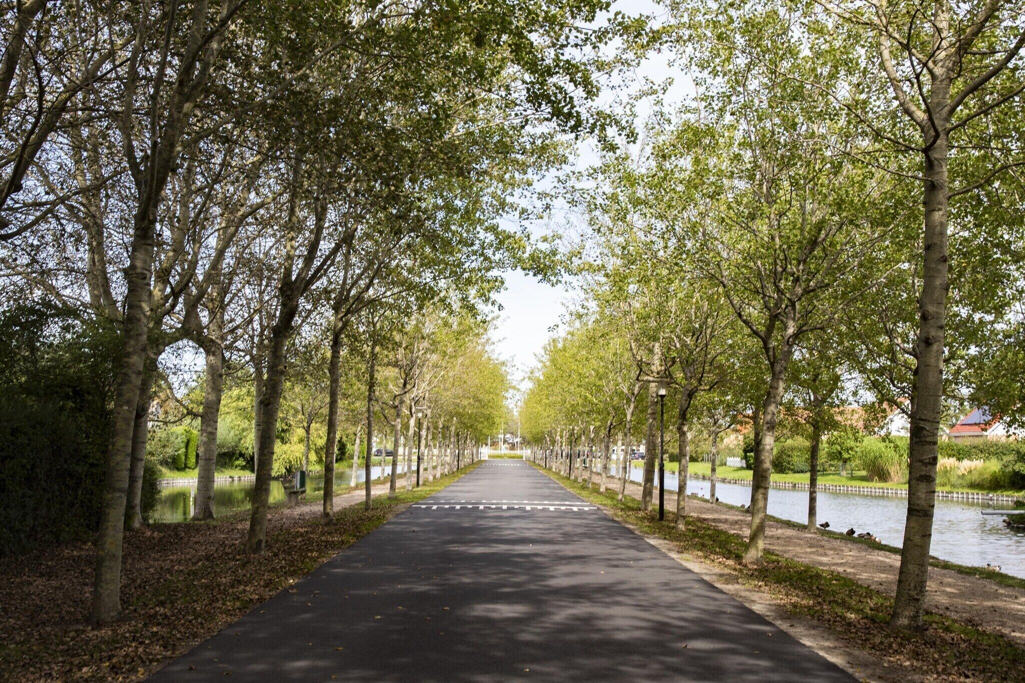 Un camí ombrejat per arbres amb un passeig pavimentat, aigua a un costat i un cel serè.