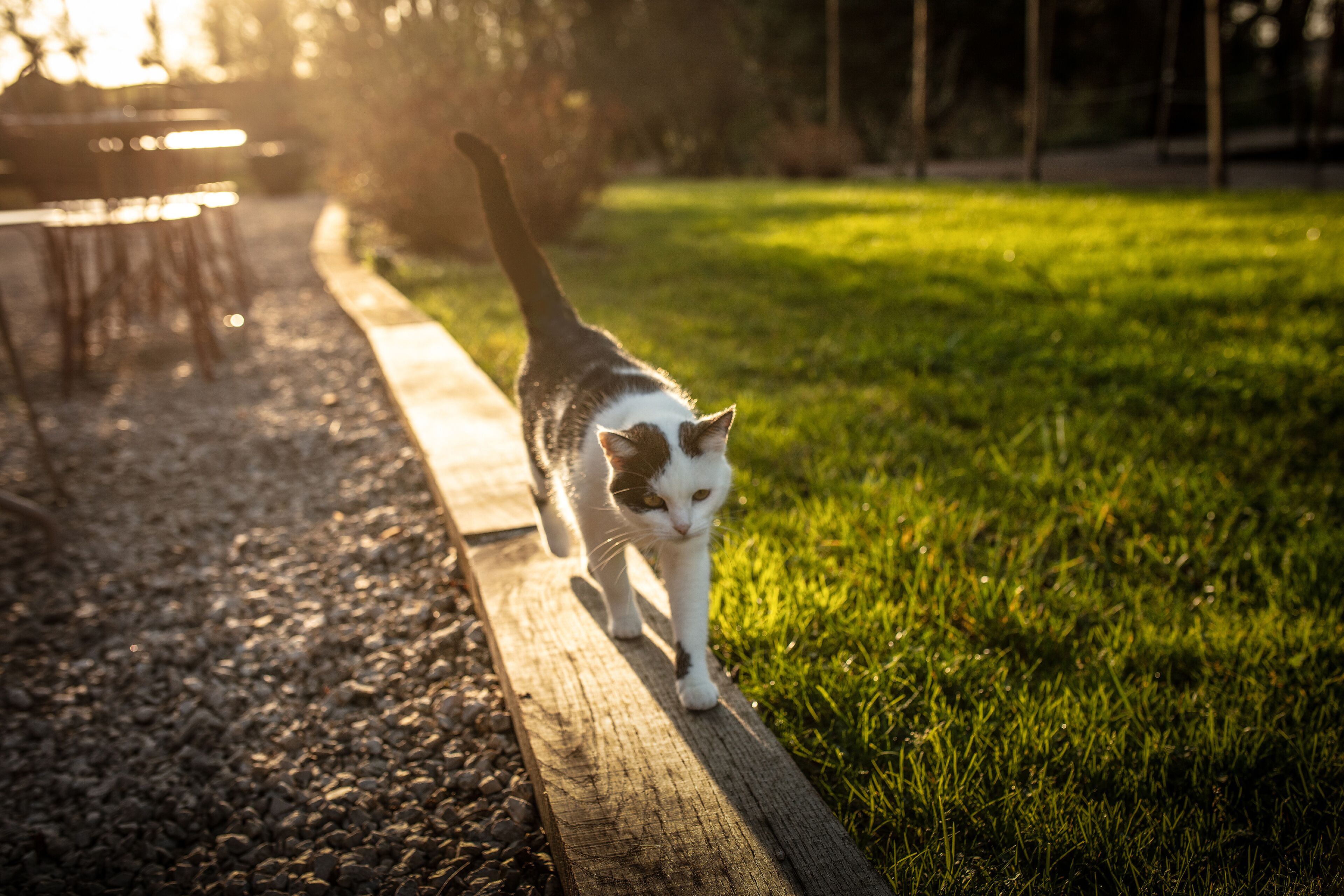 A cat walking on a wooden path.