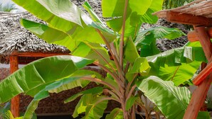 A tropical setting with a thatched-roof structure and lush banana plants.