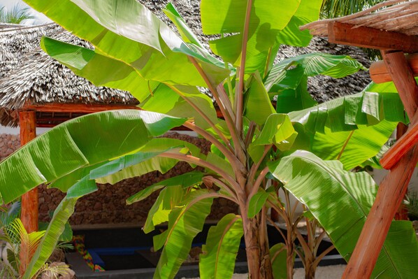A tropical setting with a thatched-roof structure and lush banana plants.