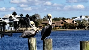 Miscellaneous - COME SWIM W/ THE MANATEES-MINS. FROM THE GULF (Dunnellon)
