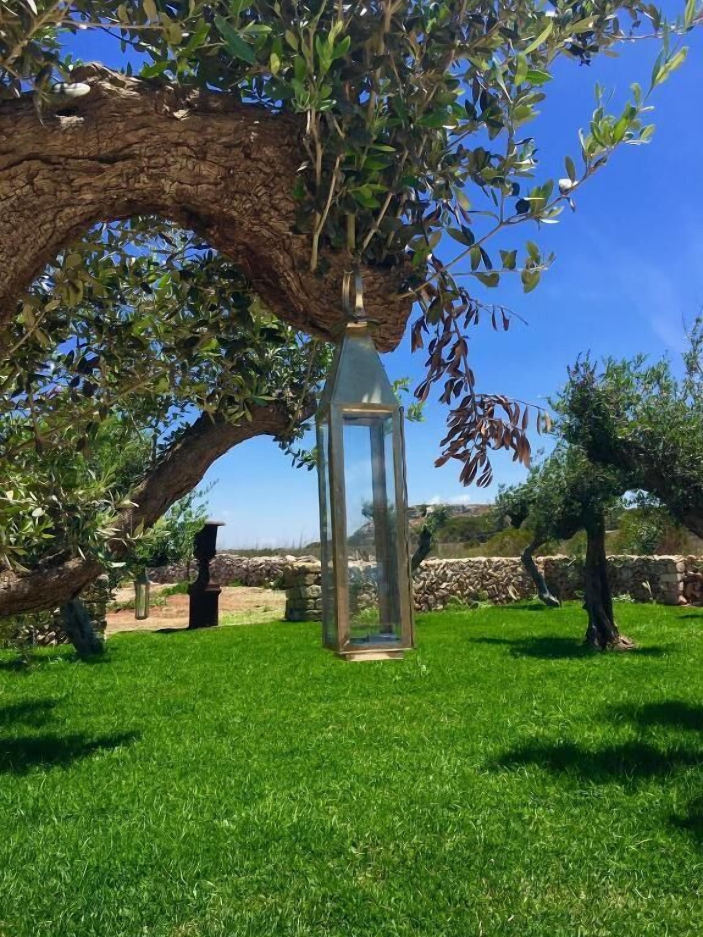 A glass lantern hanging from a tree branch in a grassy outdoor area.