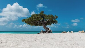 Un albero su una spiaggia sabbiosa, con cielo azzurro e oceano sullo sfondo.