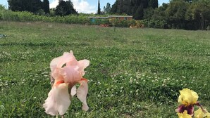 A field with a pink and yellow iris in the foreground.
