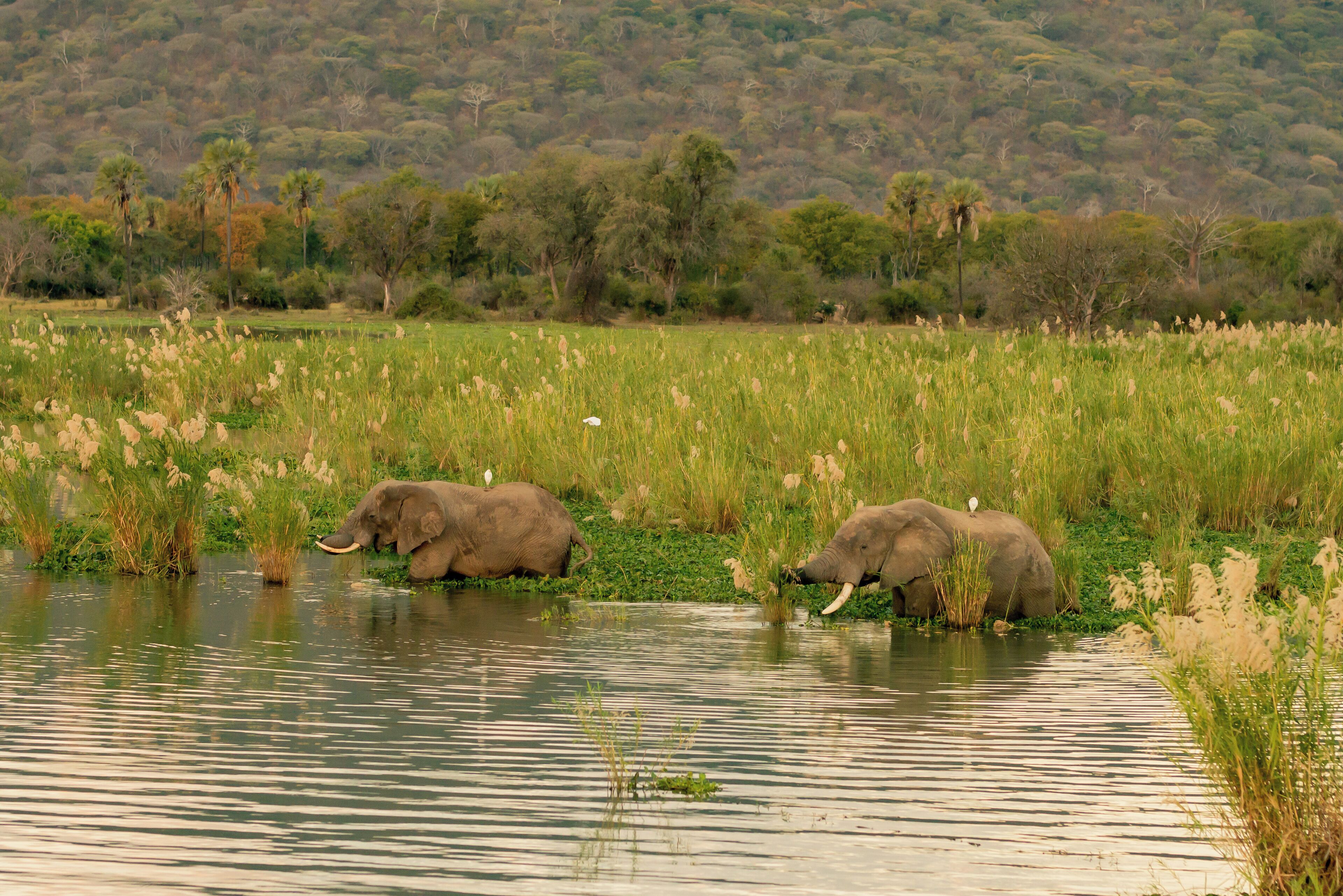 Two elephants by a water body with a grassy field and trees in the background.